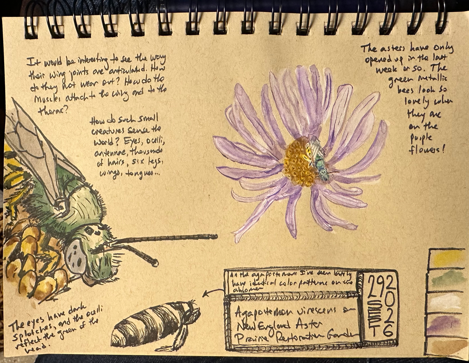 A detailed nature journal page features watercolor illustrations of a bee on a purple aster flower, a close-up of the bee's head and striped abdomen, accompanied by handwritten observations and color swatches.
