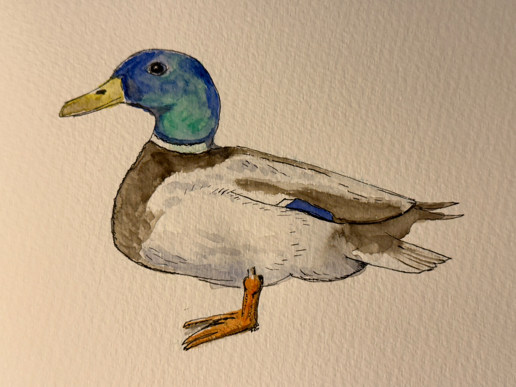 A watercolor illustration of a duck with a blue-green head, yellow bill, and brown body is depicted.