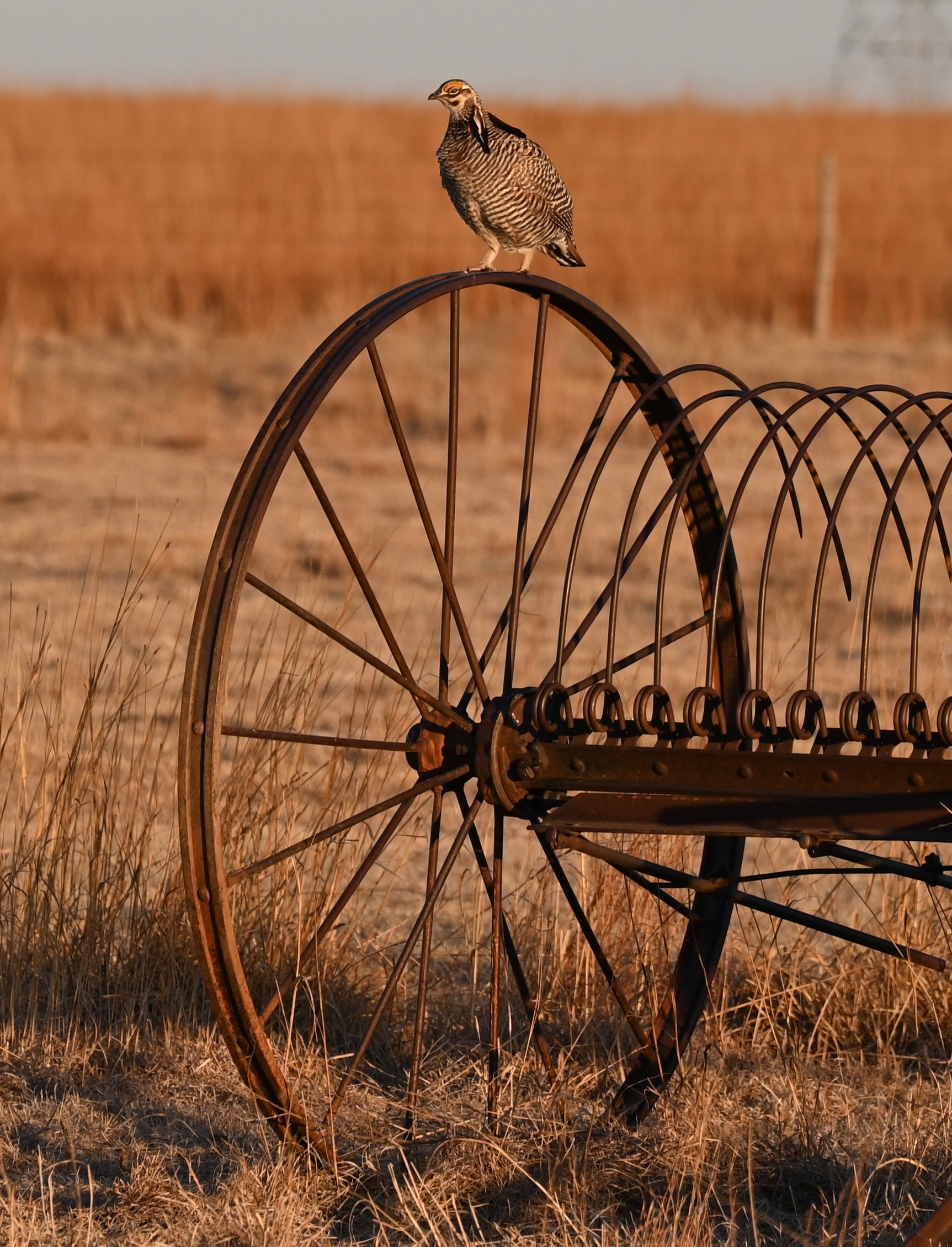 A bird is perched on an old-fashioned, metal farm implement wheel in a field of dry grass.