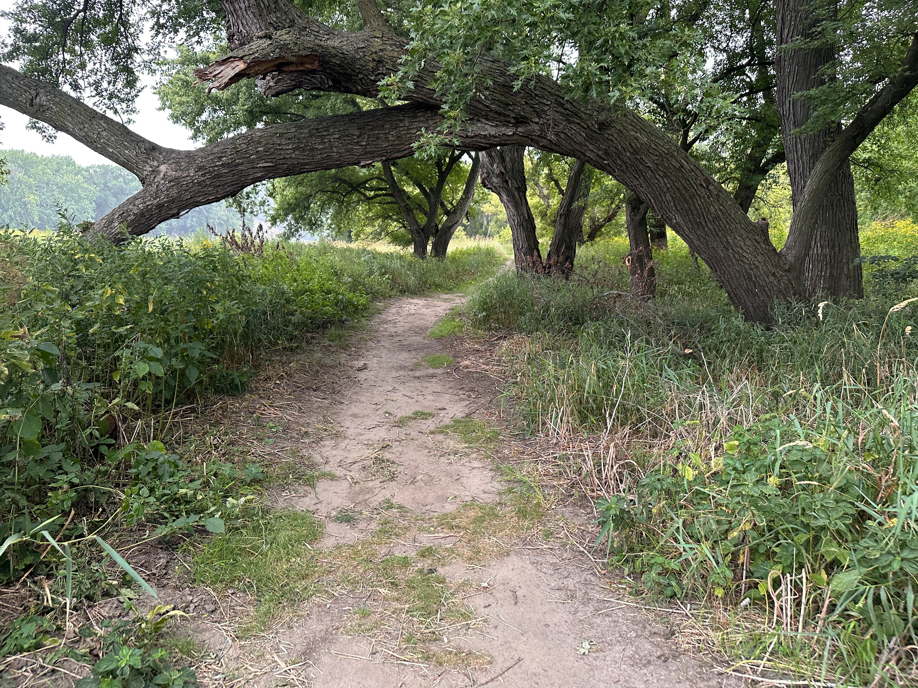 A dirt path winds through a lush, green area with large trees arching over the trail.