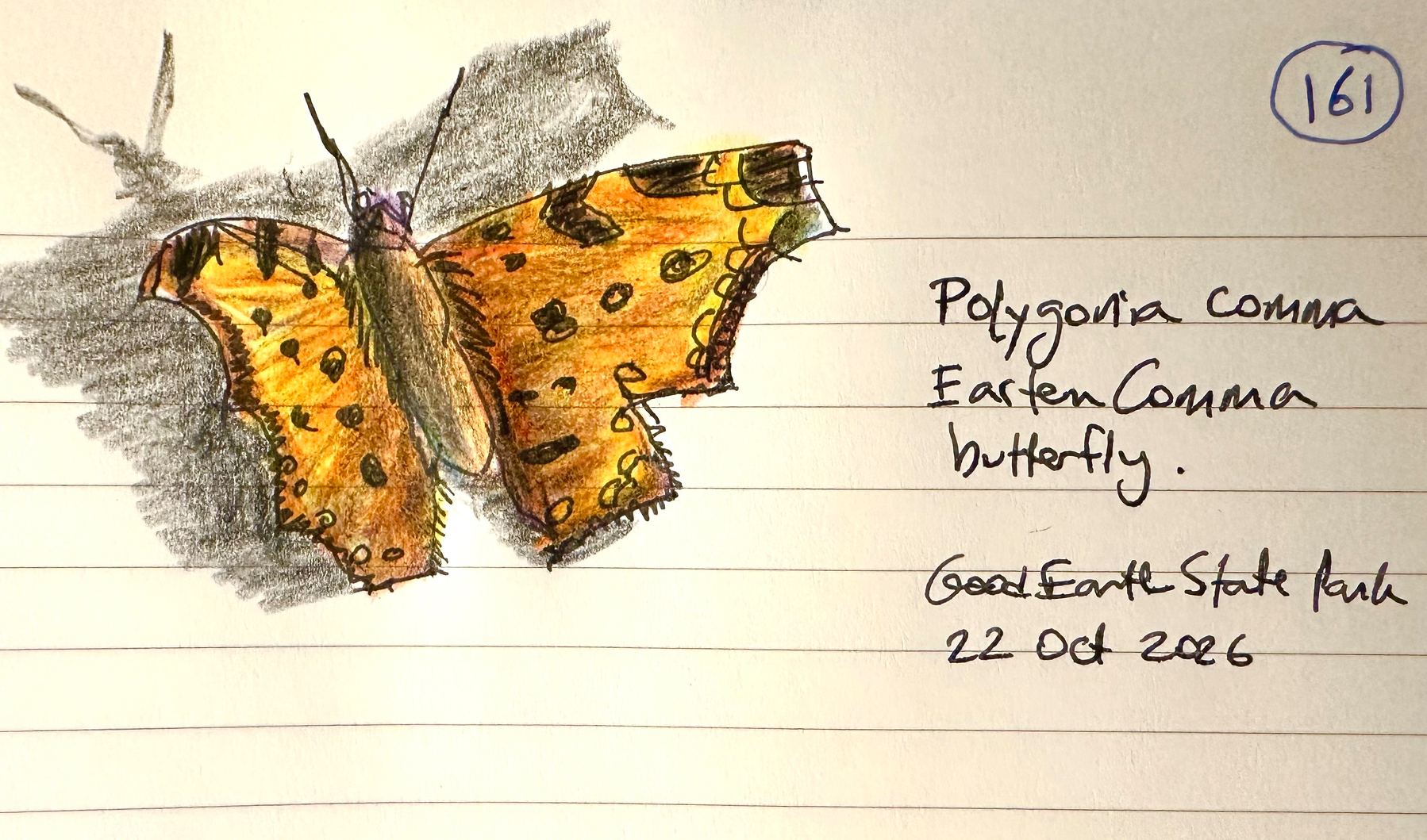 A detailed colored sketch of a Polygonia comma eastern comma butterfly is drawn on lined paper, with handwritten notes indicating the species name, location, and date.