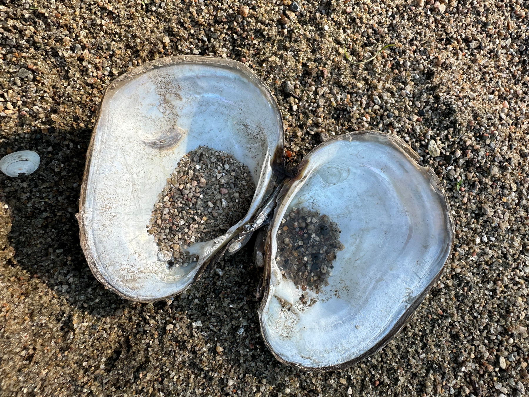 Two open native freshwater mussel shells lie on a sandy and pebbled surface, each containing small amounts of sand and pebbles.