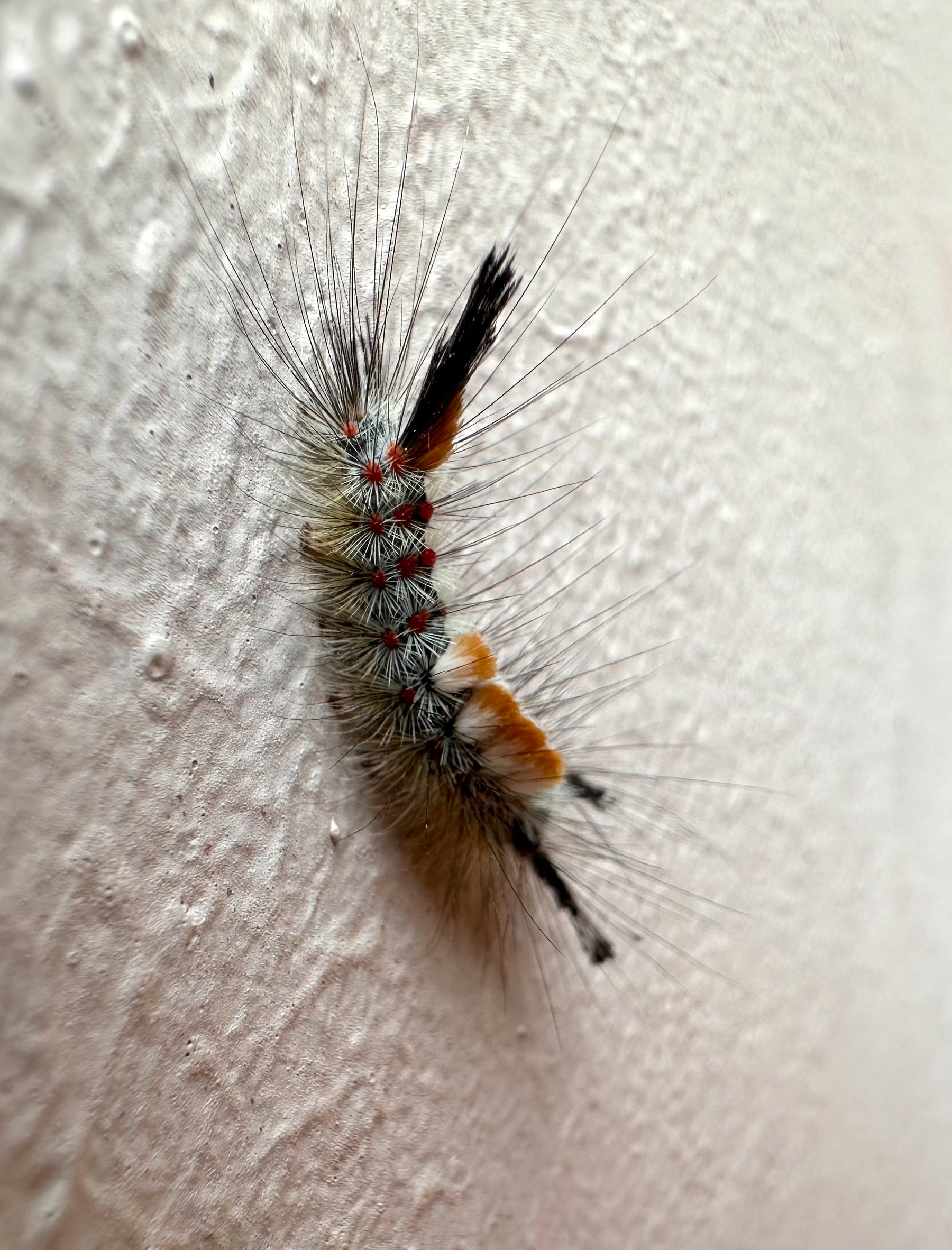 A fuzzy caterpillar with colorful tufts and long setae is climbing on a textured surface.