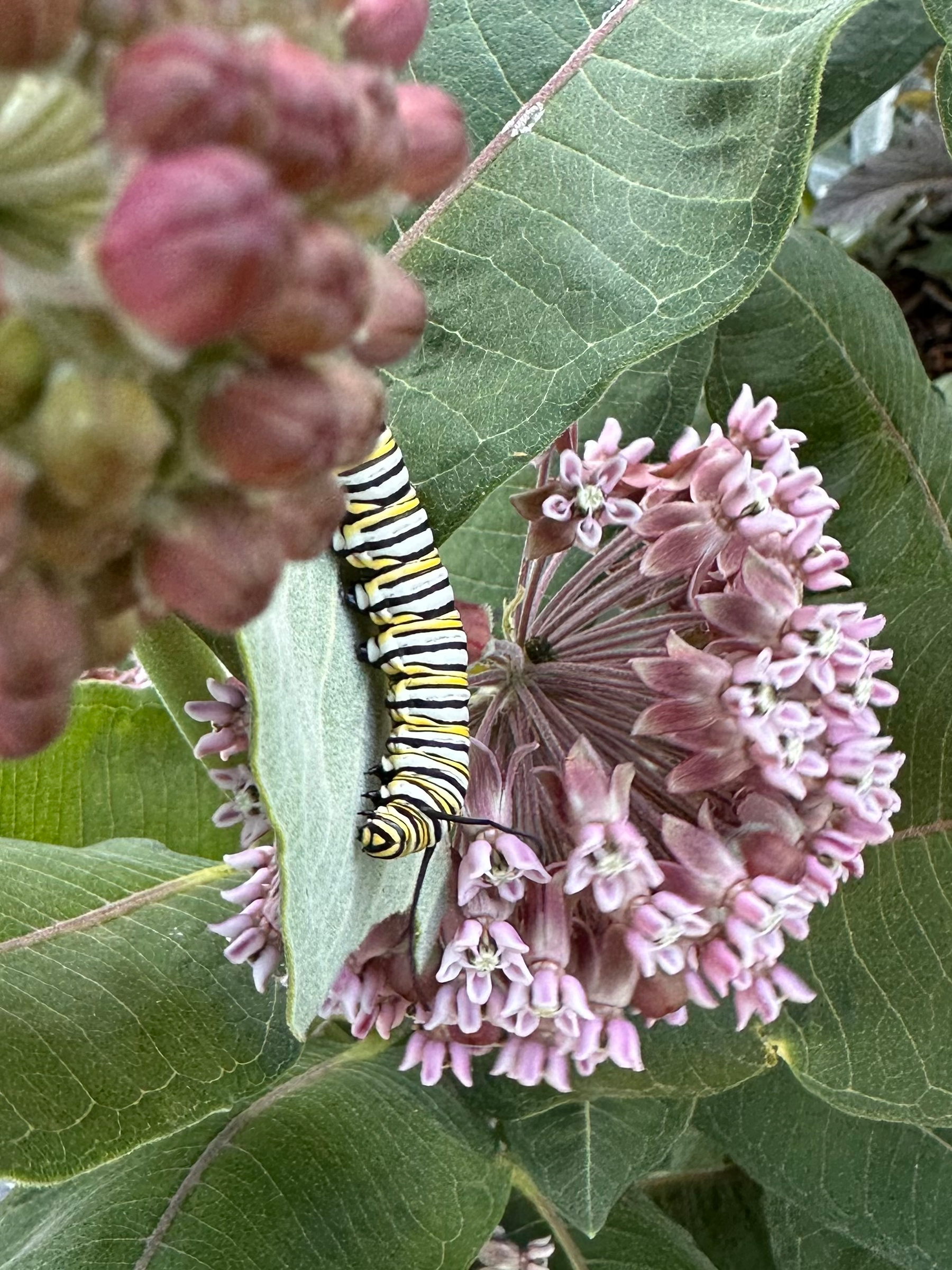 A caterpillar with distinctive black, white, and yellow stripes crawls on a large green leaf, next to a cluster of pink and purple flowers.