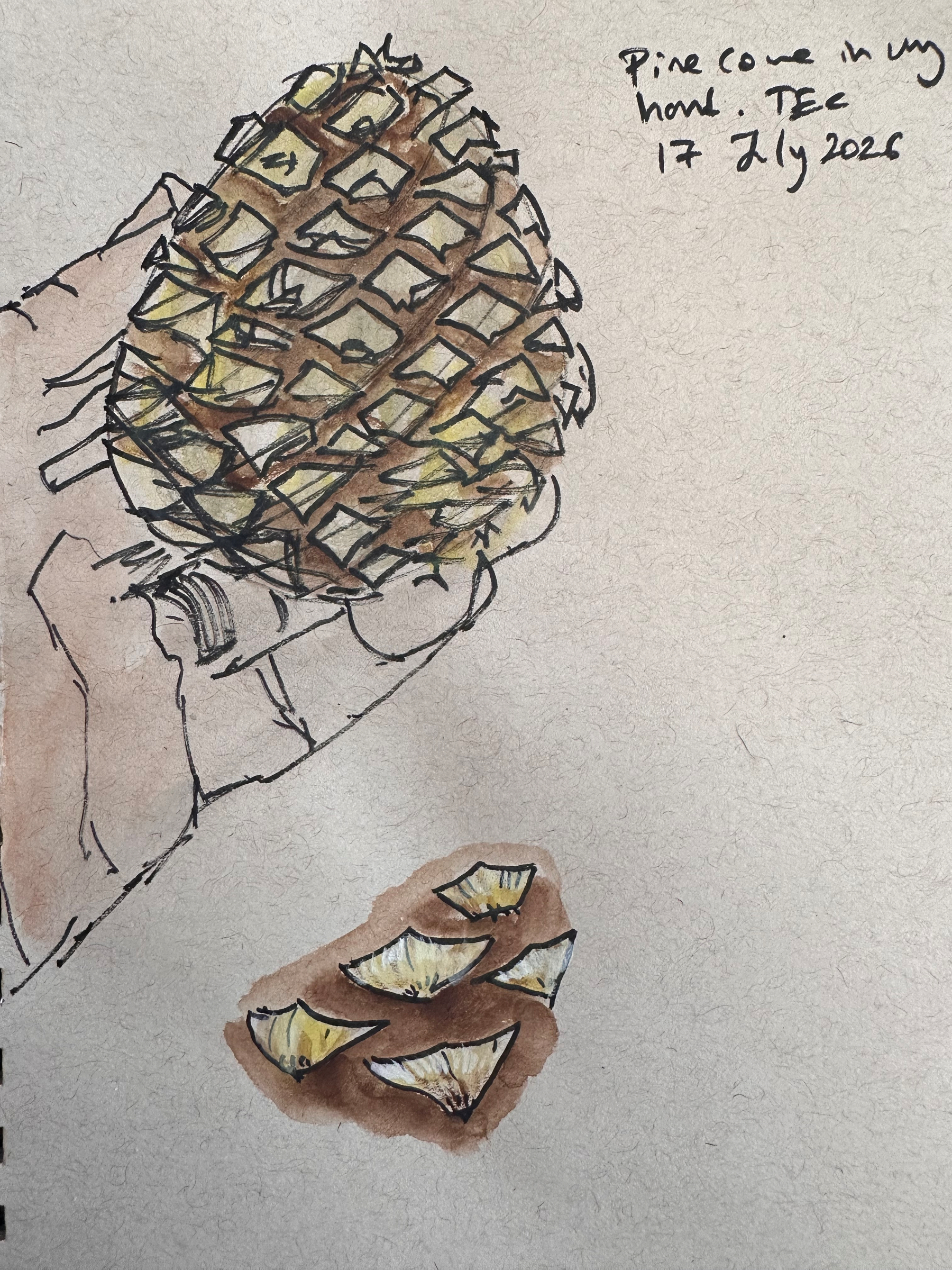 A hand holding a pine cone with a closeup of a portion of the cone below and a handwritten note dated 17 July 2026.