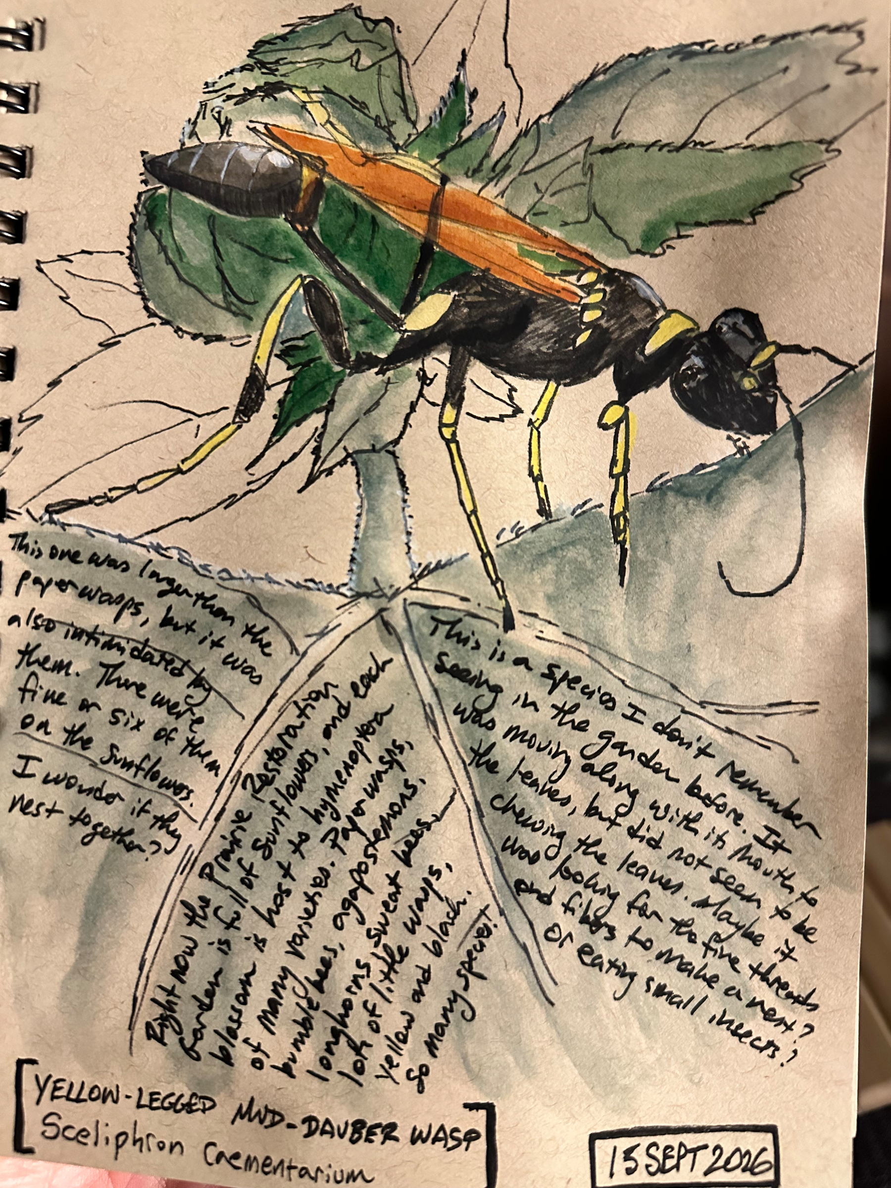 A detailed watercolor and ink sketch depicts a yellow-legged mud-dauber wasp perched on green leaves, accompanied by descriptive handwritten notes about the insect and its behavior.