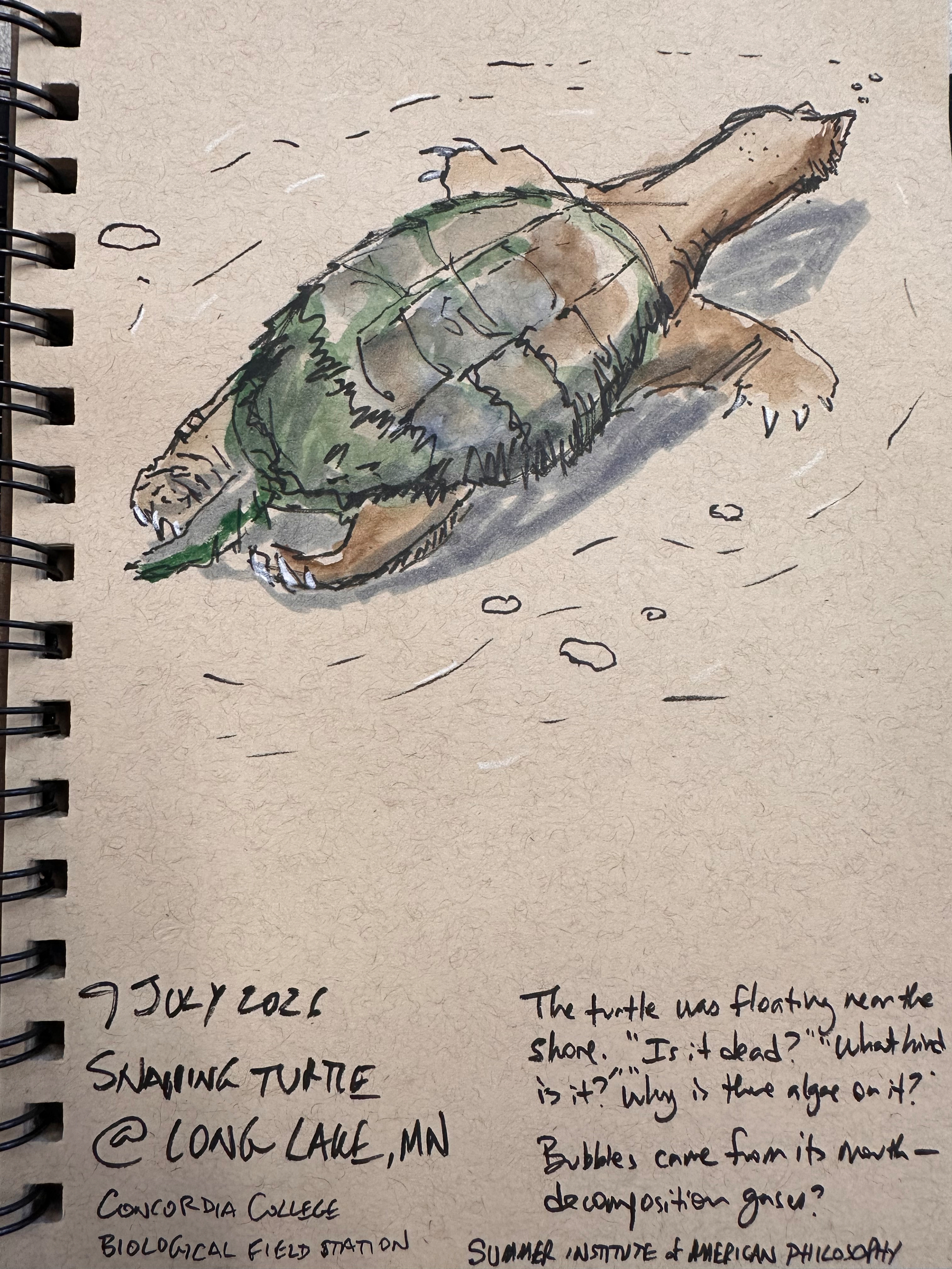 A detailed sketch of a snapping turtle floating near the shore with accompanying handwritten notes about the sighting and observations.
