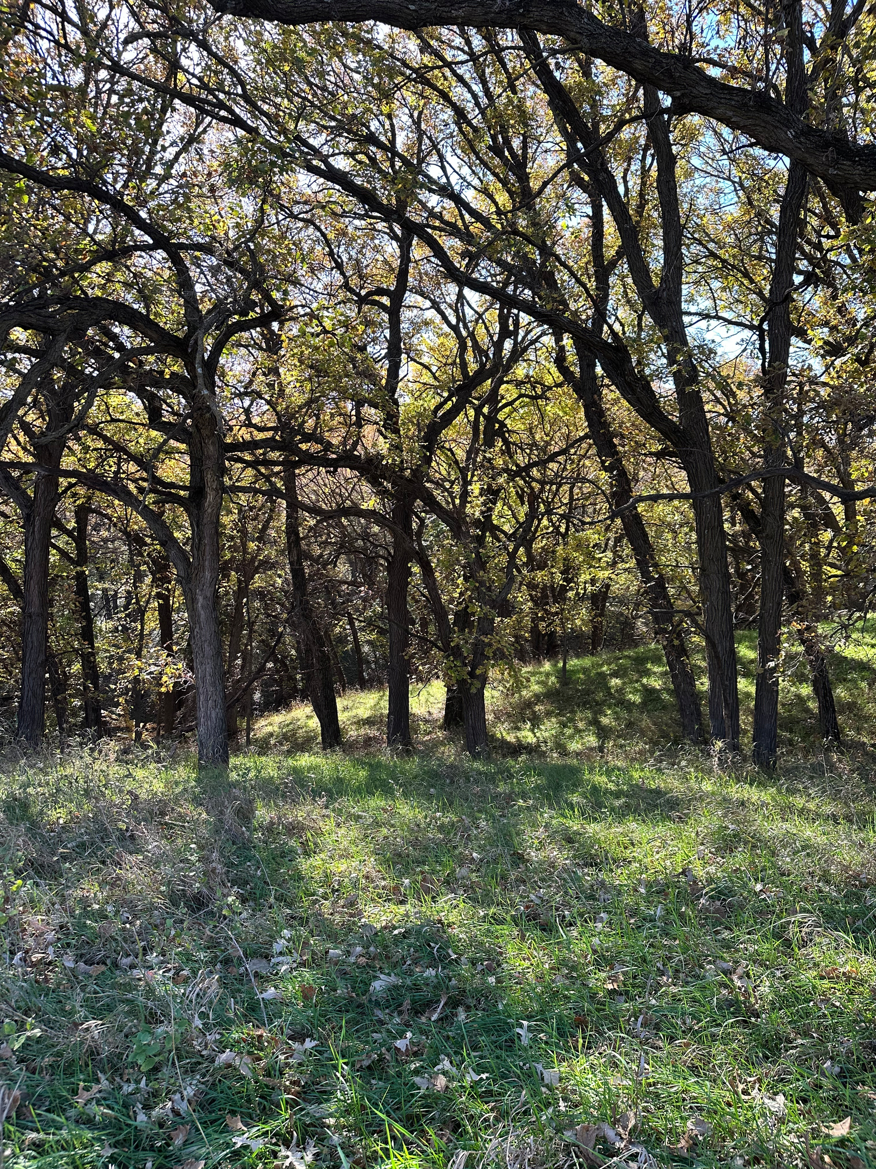 A sunlit forest area with tall trees casting shadows over green grass and scattered fallen leaves.