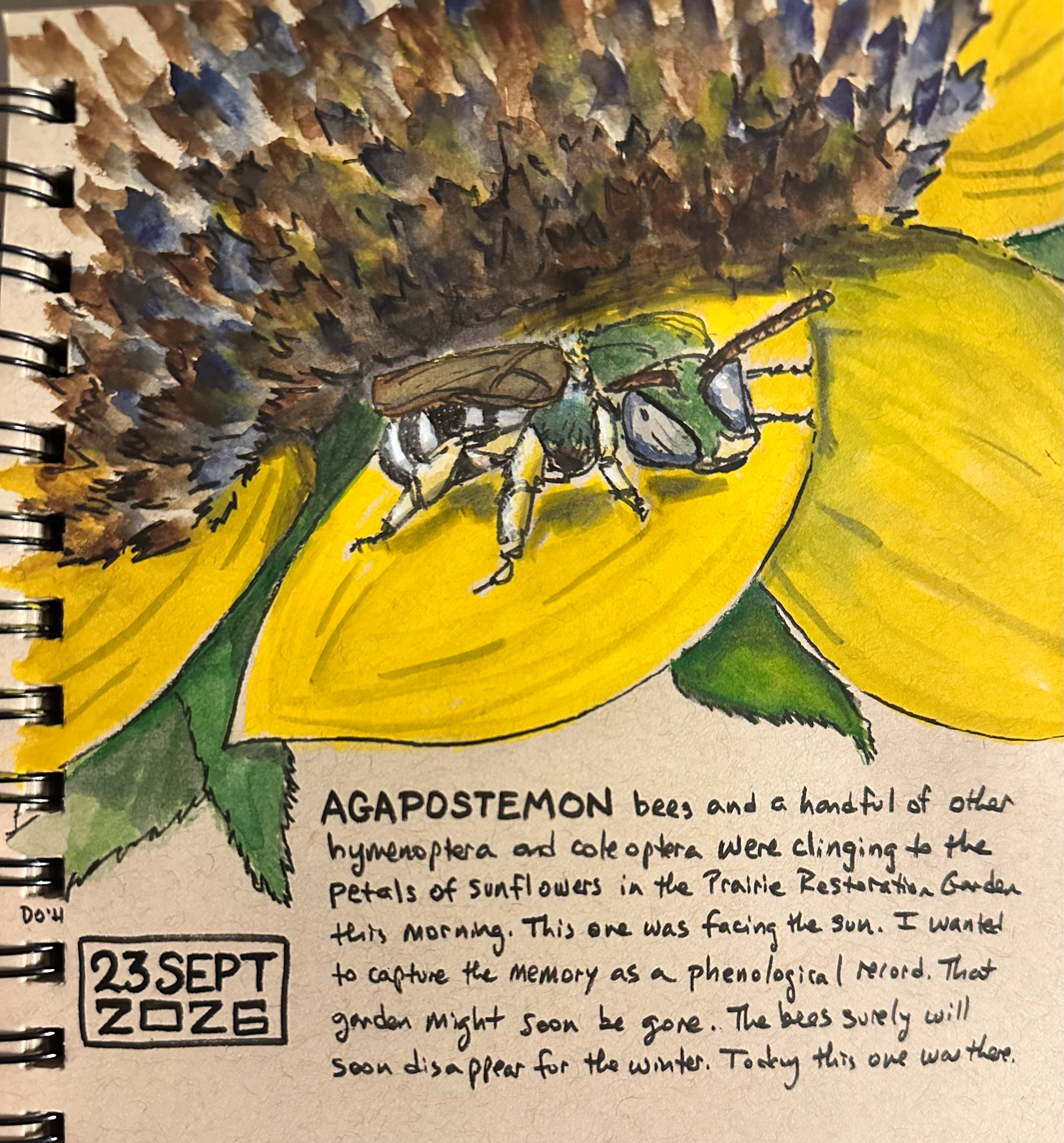 A detailed watercolor painting shows a bee on a sunflower petal accompanied by handwritten notes describing the observation date and the significance of the scene in the Prairie Restoration Garden.