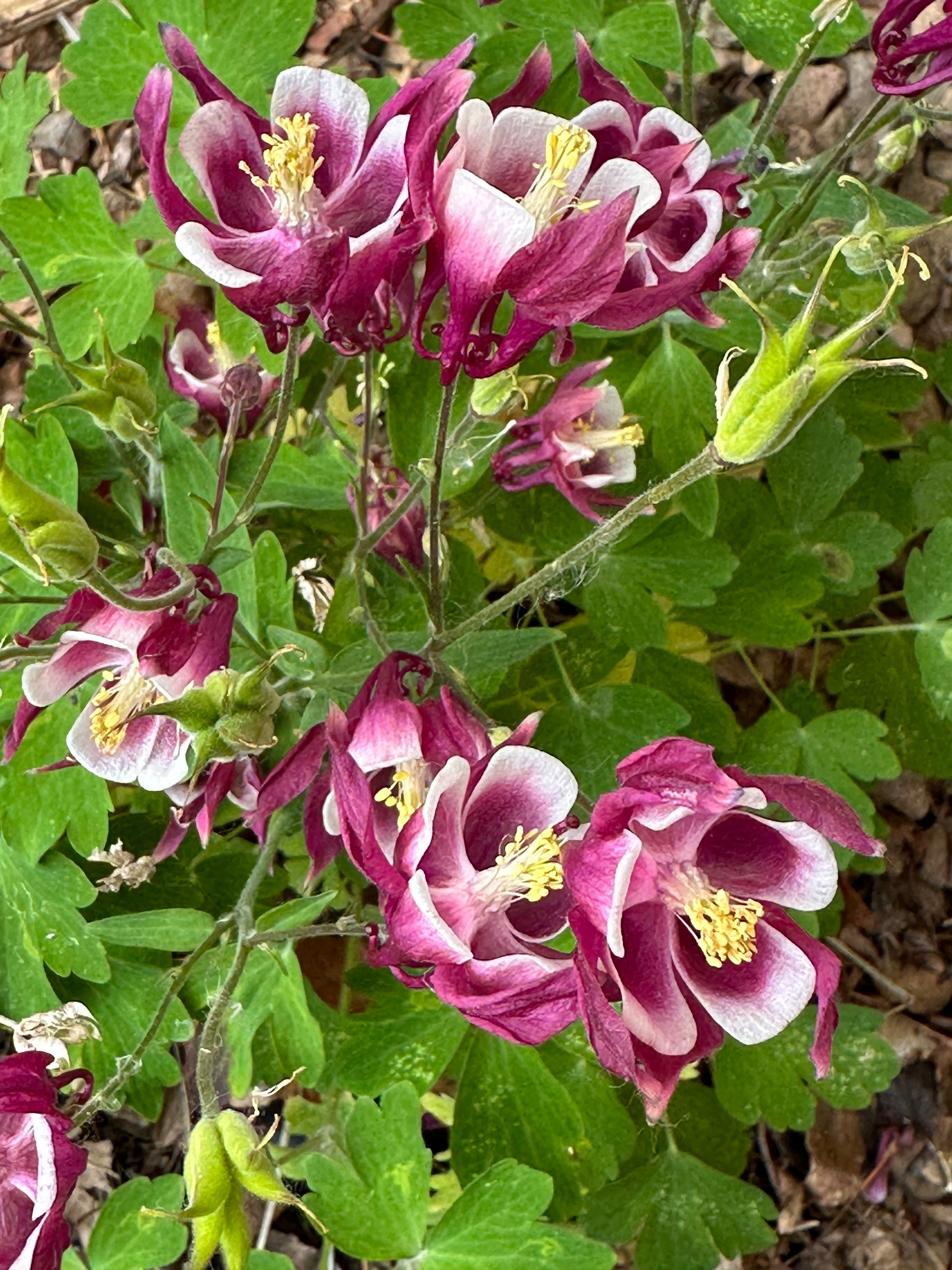 Vibrant purple and white columbine flowers with green foliage bloom in a garden setting.