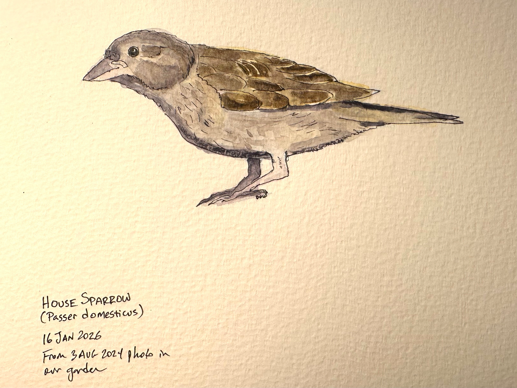 A watercolor painting depicts a house sparrow perched, accompanied by handwritten notes detailing its species and observation date.