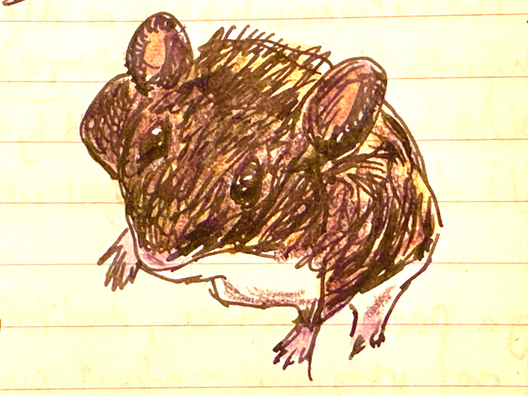 A hand-drawn illustration of a brown rodent, possibly a mouse, with large ears and a textured fur pattern.&10;&10;The above was written by AI, and I take it as an affirmation. If I can do this quick sketch in ink (with some colored pencil overtop) in just a few minutes and a machine can see that it’s a mouse then I am content. For now. 